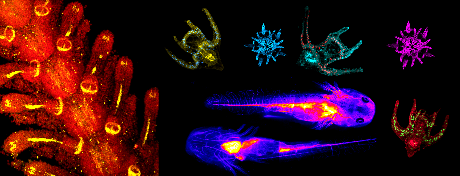 fluorescent images of axolotls and brittle stars