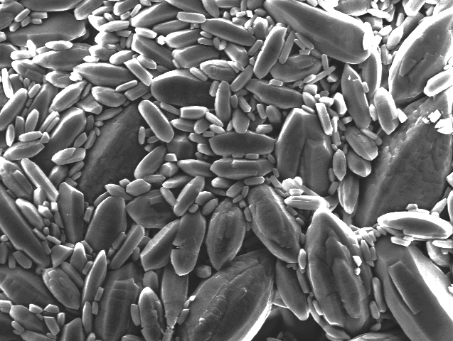 Biomineralization of otoconia in axolotl development and regeneration