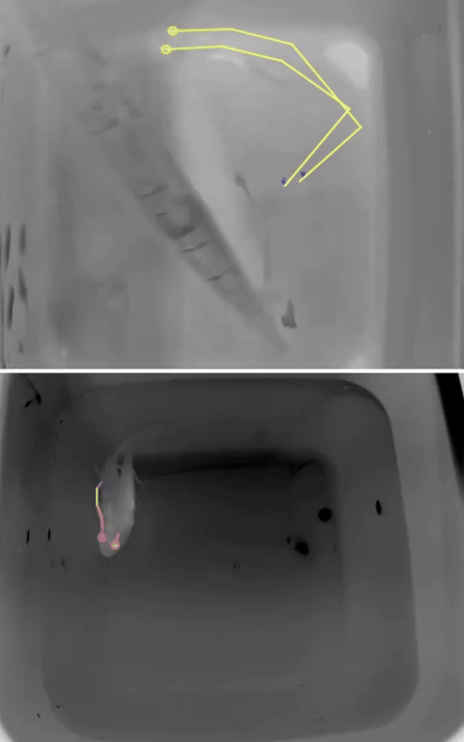 Restoring balance - organism-wide effects of loss and regeneration of otoconia in the axolotl